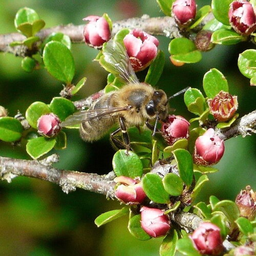 7 graines cotoneaster horizontalis, cotonéaster horizontal, cotonéaster rampant