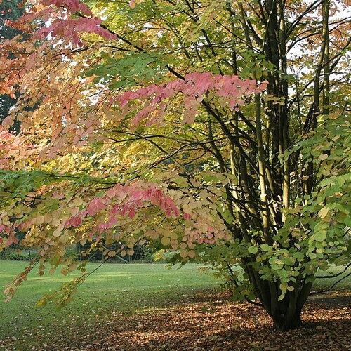 5 graines cercidiphyllum japonicum, arbre au caramel, katsura