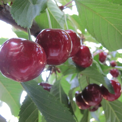 3 graines prunus avium, cerisier &quot;morello&quot; bio