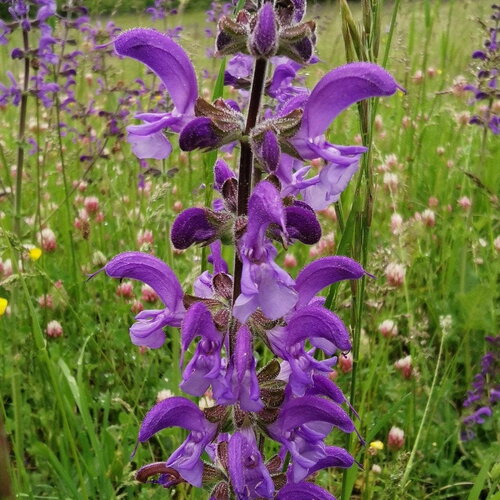 3 graines salvia pratensis, sauge des prés