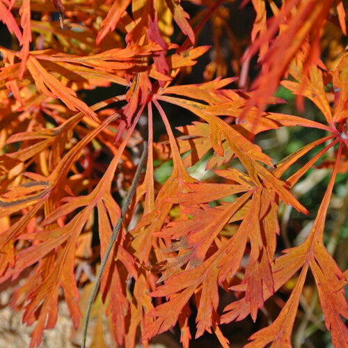 3 graines de acer japonicum &quot;green cascade&quot;, érable de pleine lune