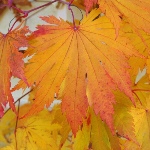 3 graines acer japonicum &quot;oisami&quot;