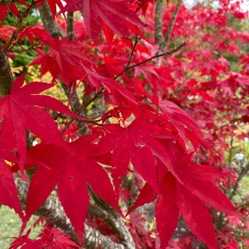 5 graines acer palmatum atropurpureum, erable du japon à feuilles rouges, idéal bonsaï