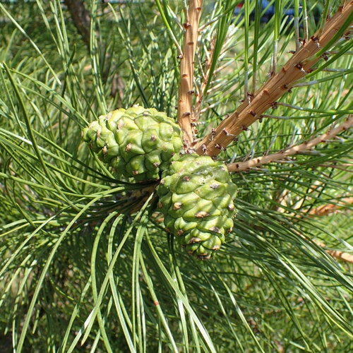 5 graines de pin de chine, pinus tabuliformis