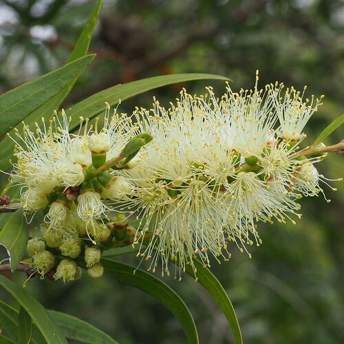 3 graines callistemon salignus , rince-bouteille à feuilles de saule