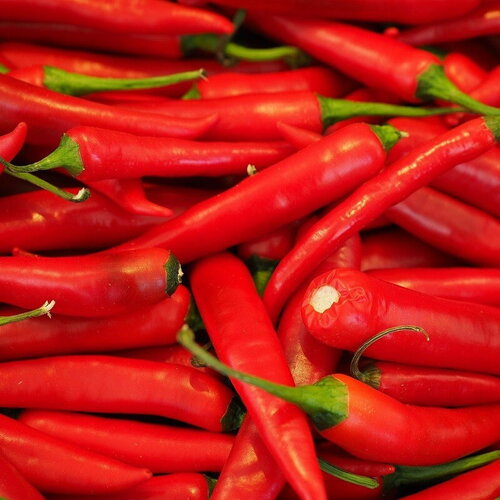 25 graines de piment de cayenne, capsicum annuum, piment enragé