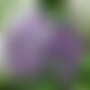 30 graines lavandula angustifolia &quot; munstead strain&quot;, lavande vraie