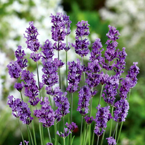 30 graines lavandula angustifolia &quot; munstead strain&quot;, lavande vraie