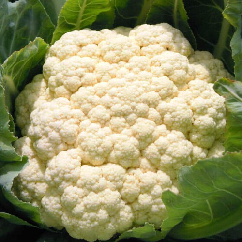 50 graines de chou-fleur &quot;rober&quot;, brassica oleracea
