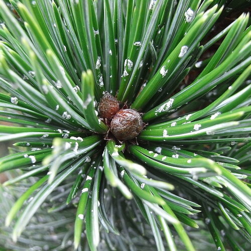 5 graines de pin aristé, pinus aristata