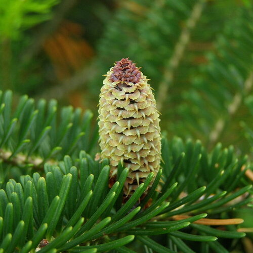 5 graines de sapin de fraser, abies fraseri