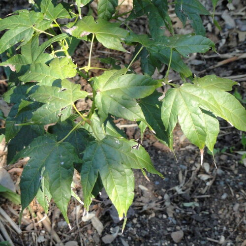3 graines de acer elegantulum