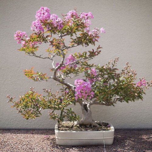 3 graines lilas des indes, lagerstroemia indica, myrte de crêpe, idéal bonsaï