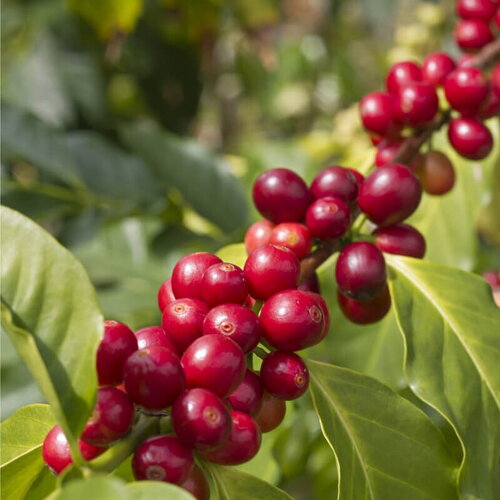 3 graines de caféier nain d'arabie, coffea arabica nana