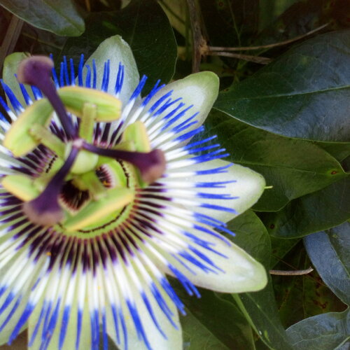 3 graines de fleurs de la passion, passiflore, fleur bleue violette, passiflora, plante grimpante