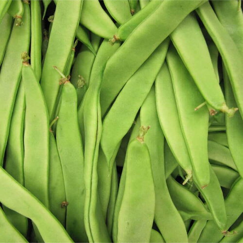 20 graines de haricot vert plat helda, phaseolus vulgaris