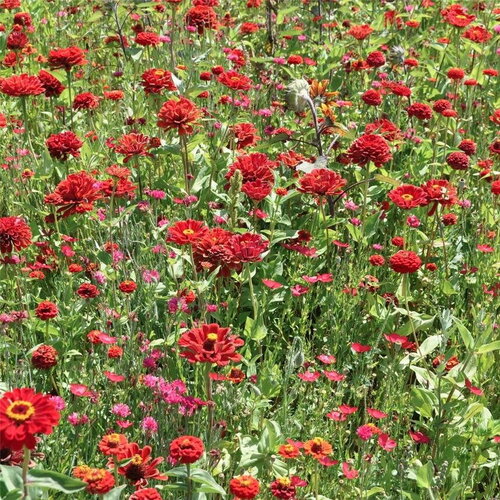 Mélange 100 graines fleurs, camaïeu rouge prairie, mix fleurs