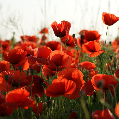 50 graines coquelicot sauvage, pavot rouge fleur, papaver rhoeas
