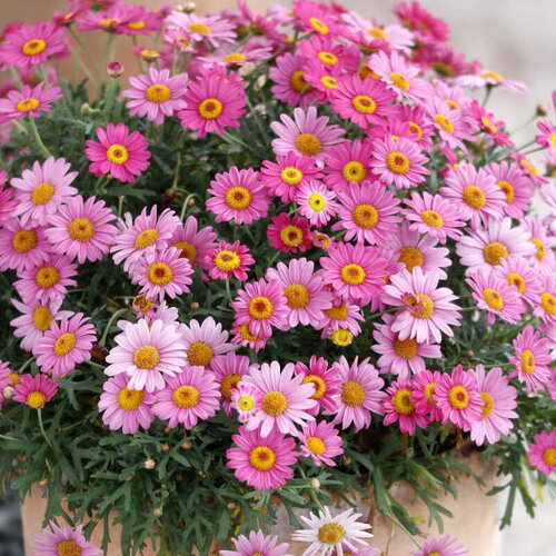 30 graines chrysanthemum coccineum, pyrèthre robinson's giants mixed