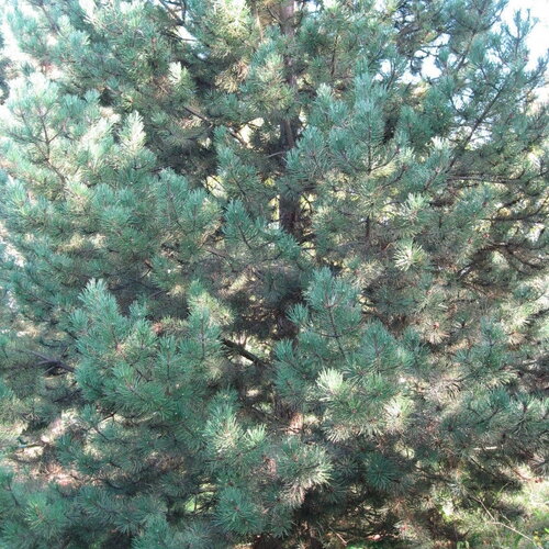 7 graines de pin laricio de corse, pinus nigra corsicana