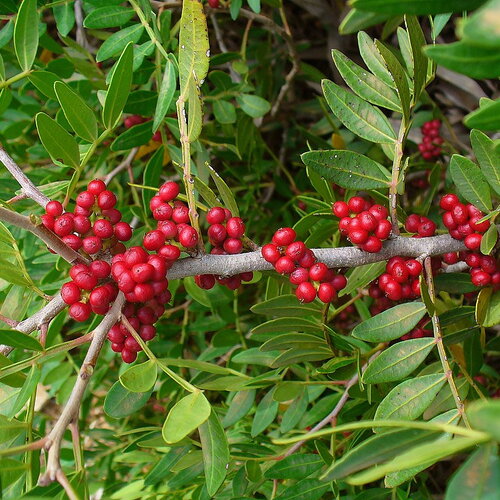 7 graines de arbre au mastic, pistachier lentisque, pistacia lentiscus