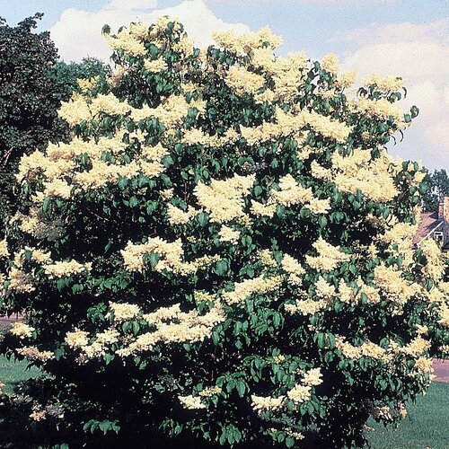 7 graines lilas japonais, lilas du japon, syringa reticulata