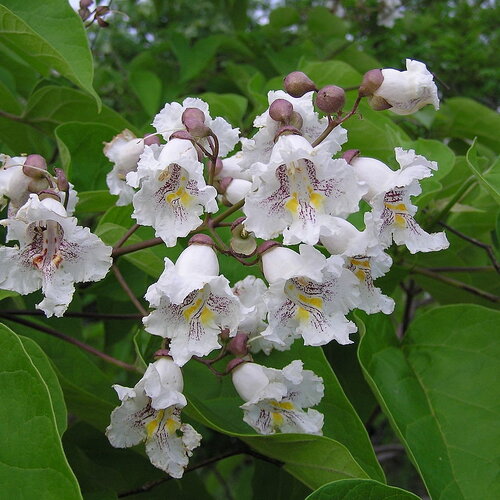 3 graines southern catalpa, cigartree, indian-bean-tree
