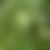 5 graines araucaria de chine, cunninghamia lanceolata