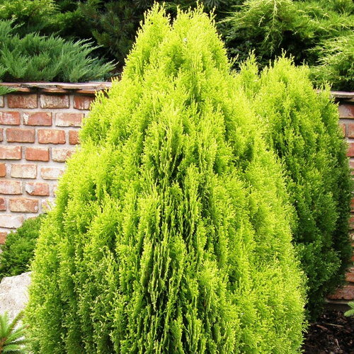 10 graines de thuya d'orient, thuja orientalis