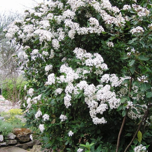 5 graines de viorne tin, laurier tin, laurentin, viburnum tinus