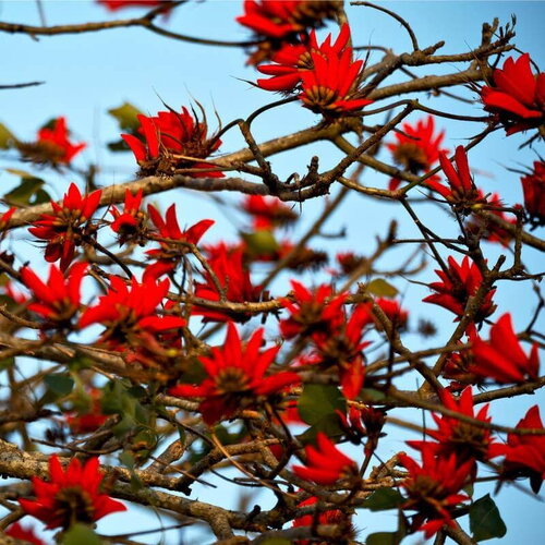 3 graines erythrina caffra, arbre corail