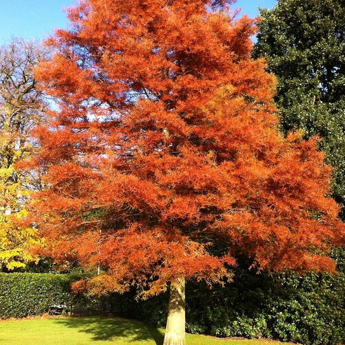 7 graines metasequoia glyptostroboides, sapin d'eau