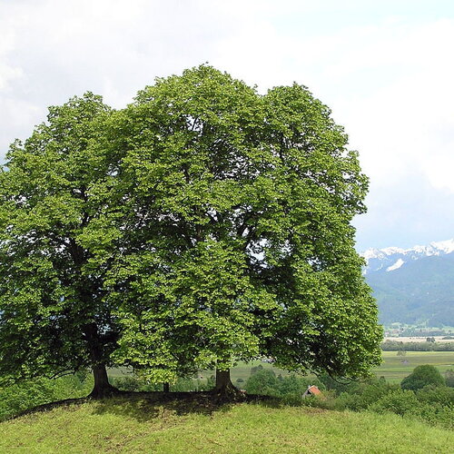 7 graines de tilia cordata, tilleul à petites feuilles