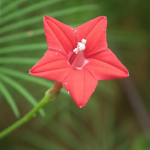 3 graines de ipomée rouge, ipomoea quamoclit