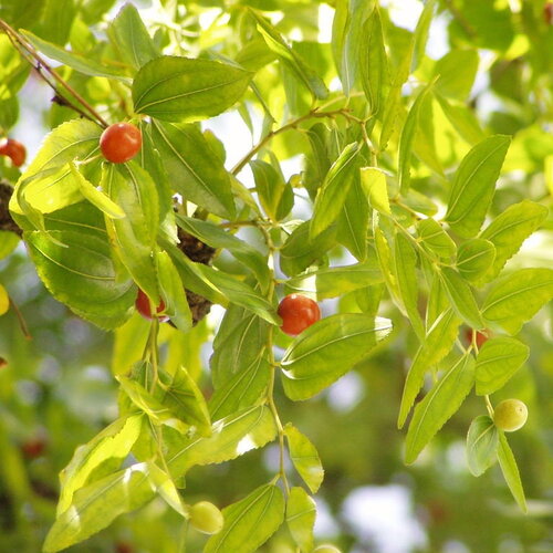 3 graines de jujubier commun, ziziphus jujuba
