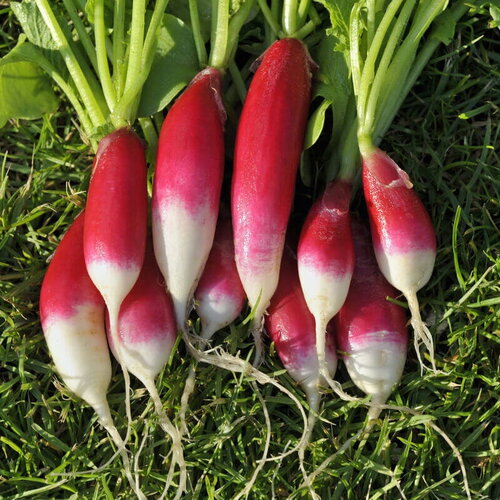 50 graines de radis demi long french breakfast, raphanus sativus var. sativus