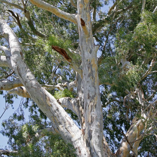 7 graines eucalyptus camaldulensis, gommier de camaldoli, gommier des rivières, gommier rouge