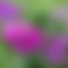10 graines de pois de senteur, lathyrus odoratus, pois fleur, pois musqué, gesse odorante
