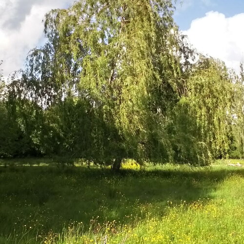 2 boutures saule pleureur, salix babylonica