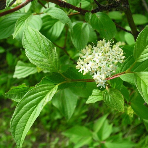 3 graines cornus stolonifera, cornouiller soyeux