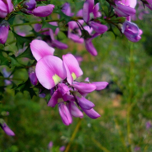7 graines mirbelia dilatata