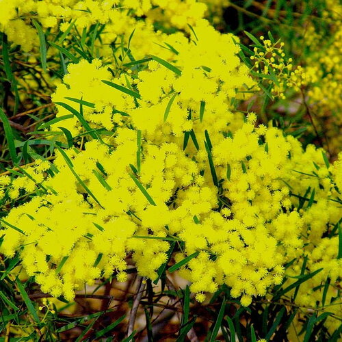 7 graines d'acacia, acacia fimbriata