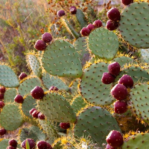 10 graines de figuier de barbarie, opuntia ficus-indica