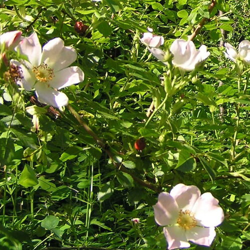 7 graines rosa canina, rosier des chiens, rosier des haies, églantier des chiens, églantier
