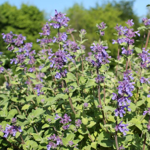 50 graines de herbe à chat, nepeta cataria