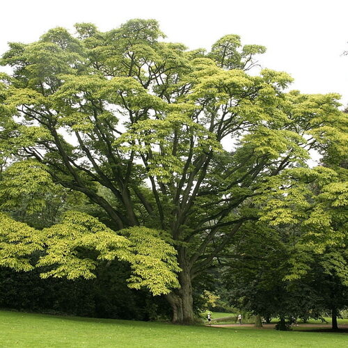 5 graines arbre au liège de l'amour, phellodendron amurense