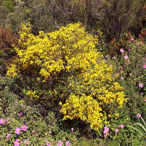 7 graines de genêt épineux, genêt scorpion, genista scorpius
