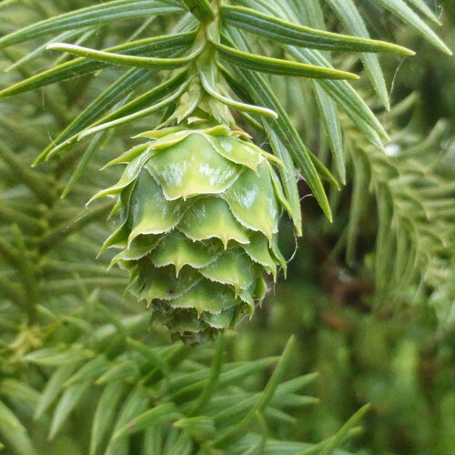 7 graines araucaria de chine, cunninghamia lanceolata