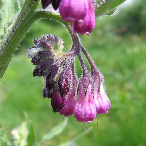 Bouture de consoude officinale, symphytum_officinale, racine de consoude officinale