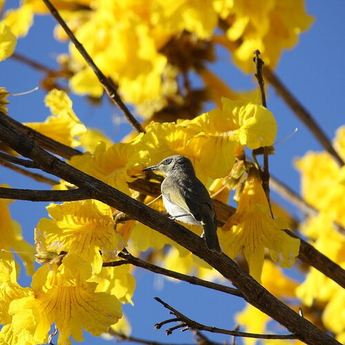 3 graines tabebuia chrysantha, handroanthus chrysanthus